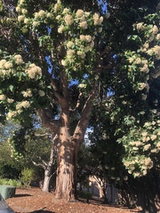 Eucalyptus polyanthemos