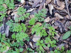 Anthriscus caucalis