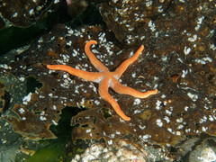 Henricia