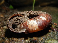 Glyptostoma gabrielense