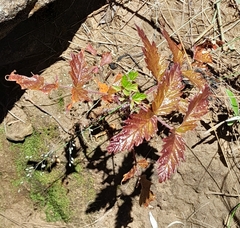 Rubus ludwigii