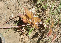 Rubus ludwigii