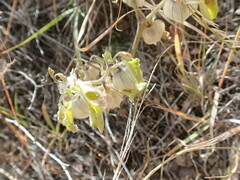 Physalis neomexicana