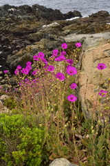 Cistanthe grandiflora
