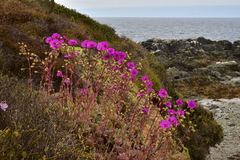 Cistanthe grandiflora