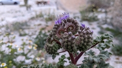 Phacelia pedicellata