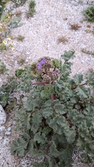 Phacelia pedicellata