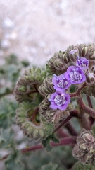 Phacelia pedicellata