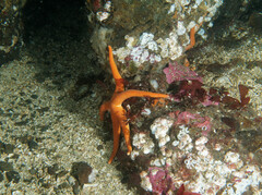 Henricia
