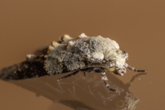 Tracholena sulfurosa