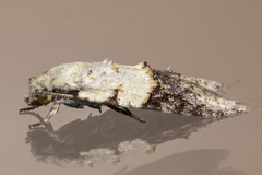 Tracholena sulfurosa