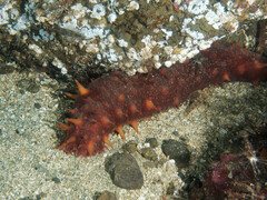 Apostichopus californicus