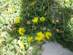 Chamaecrista greggii