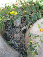 Chamaecrista greggii