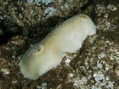 Peltodoris