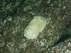 Peltodoris