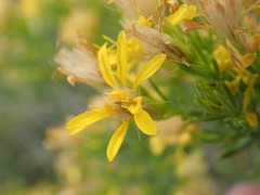 Ericameria laricifolia