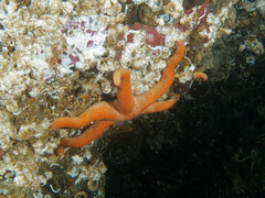 Henricia