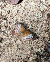 Euthalia monina monina