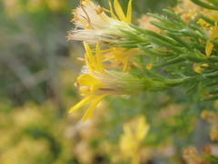 Ericameria laricifolia