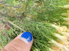 Ericameria laricifolia