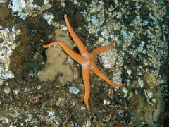 Henricia