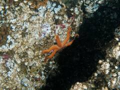 Henricia