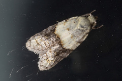 Tracholena sulfurosa