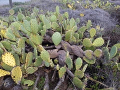 Opuntia littoralis