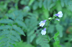 Mazus fauriei
