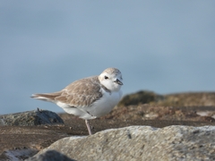 Charadrius dealbatus