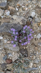 Langloisia setosissima setosissima