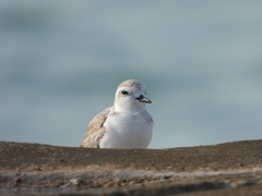 Charadrius dealbatus