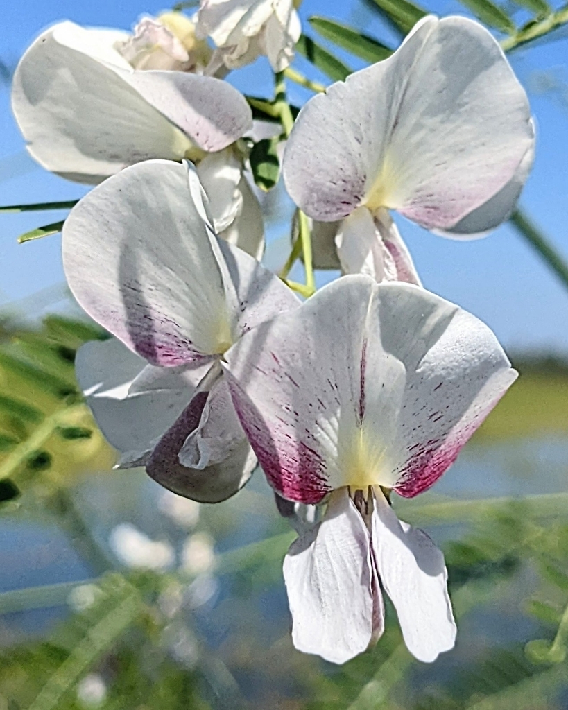 Sesbania erubescens (Benth.) N.T.Burb.