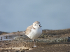 Charadrius dealbatus