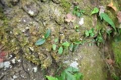 Hydrangea viburnoides
