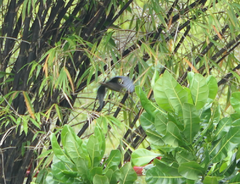 Ixobrychus flavicollis