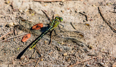 Austrogomphus guerini