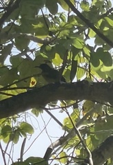 Anthreptes malacensis