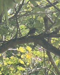 Anthreptes malacensis