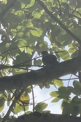 Anthreptes malacensis