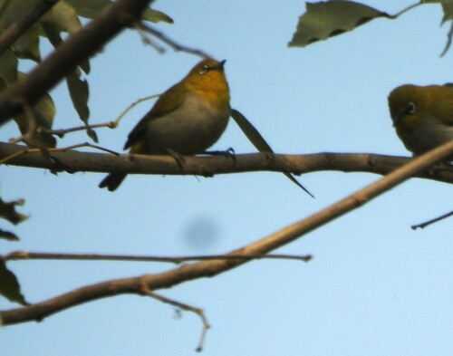 Indian White-eye