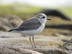 Charadrius dealbatus