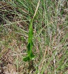 Zantedeschia albomaculata