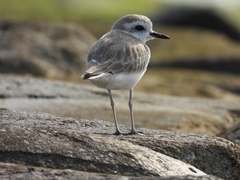 Charadrius dealbatus