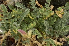 Astragalus amatus