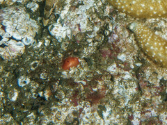 Cnemidocarpa finmarkiensis