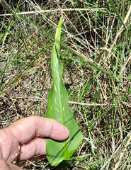 Zantedeschia albomaculata
