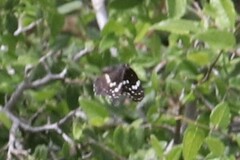 Chlosyne lacinia crocale