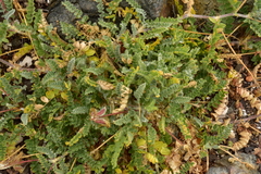Astragalus amatus